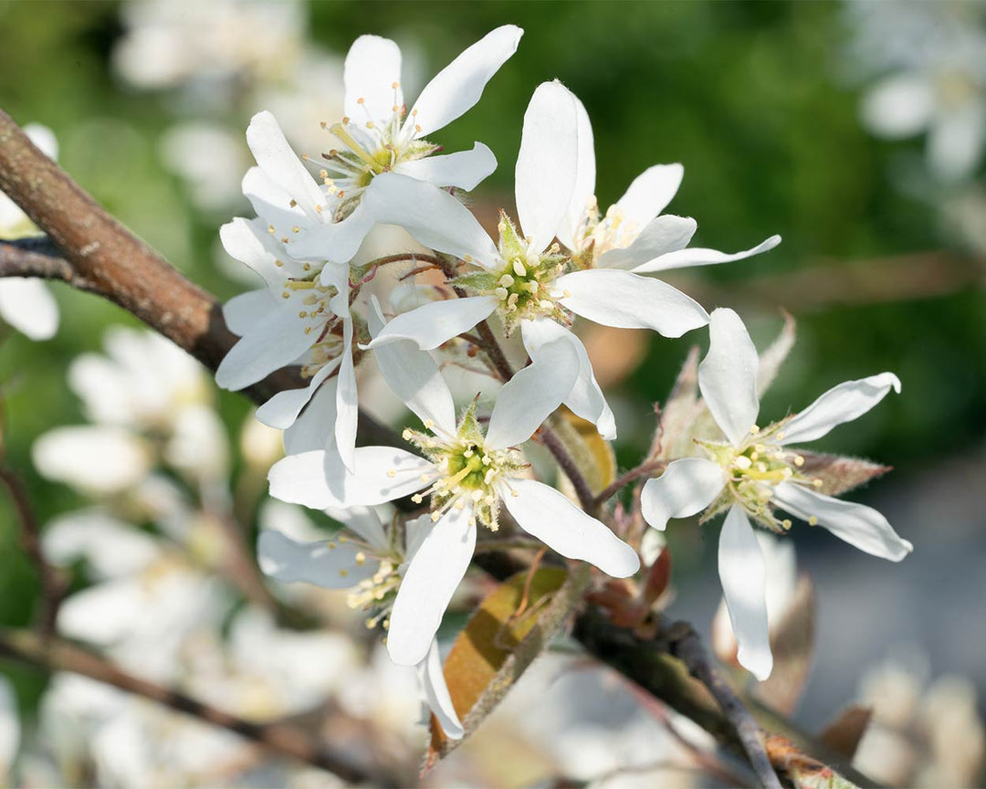 Kupfer-Felsenbirne – Amelanchier × lamarckii