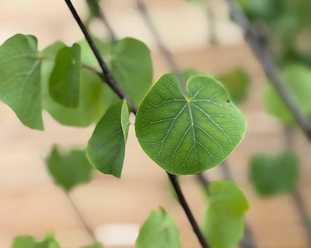Gewöhnlicher Judasbaum – Cercis siliquastrum