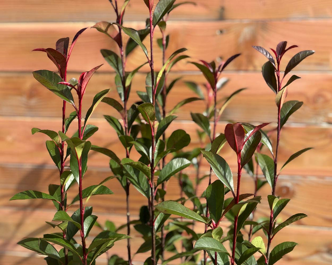 Glanzmispel – Photinia × fraseri ‘Robusta Compacta’ (Hecke)