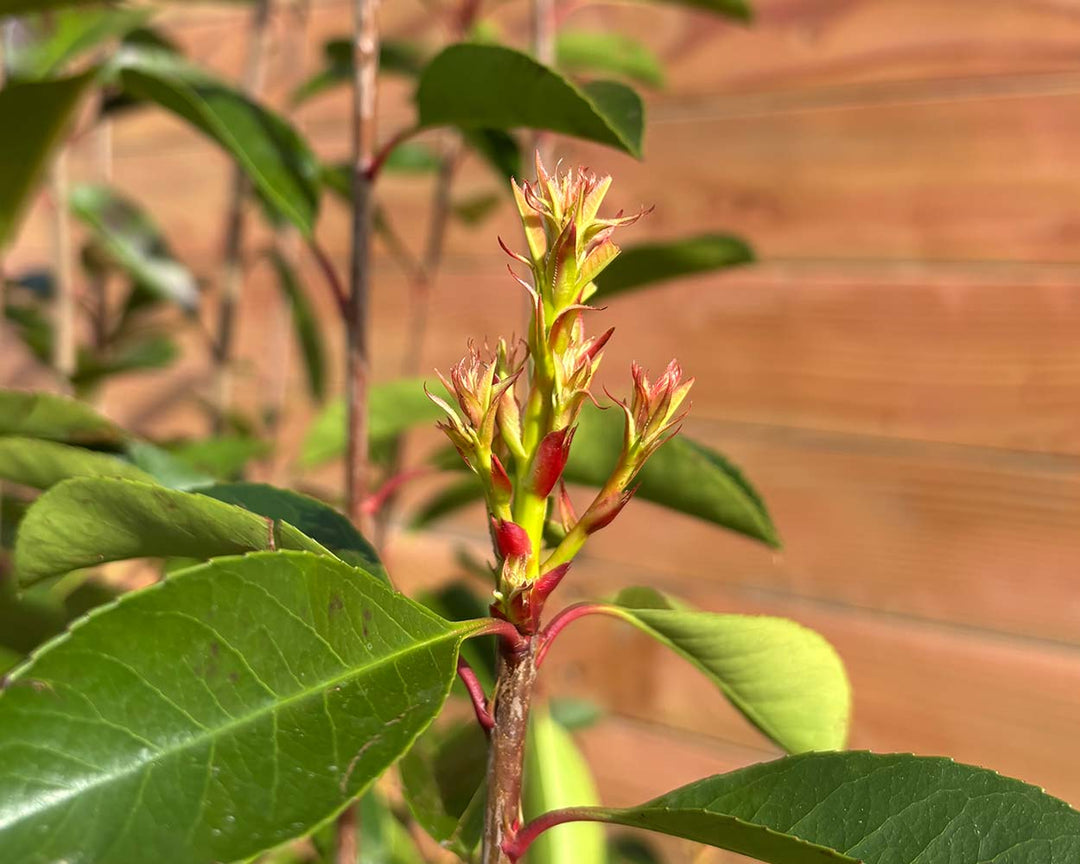 Glanzmispel – Photinia ‘Red Robin’ (Hecke)
