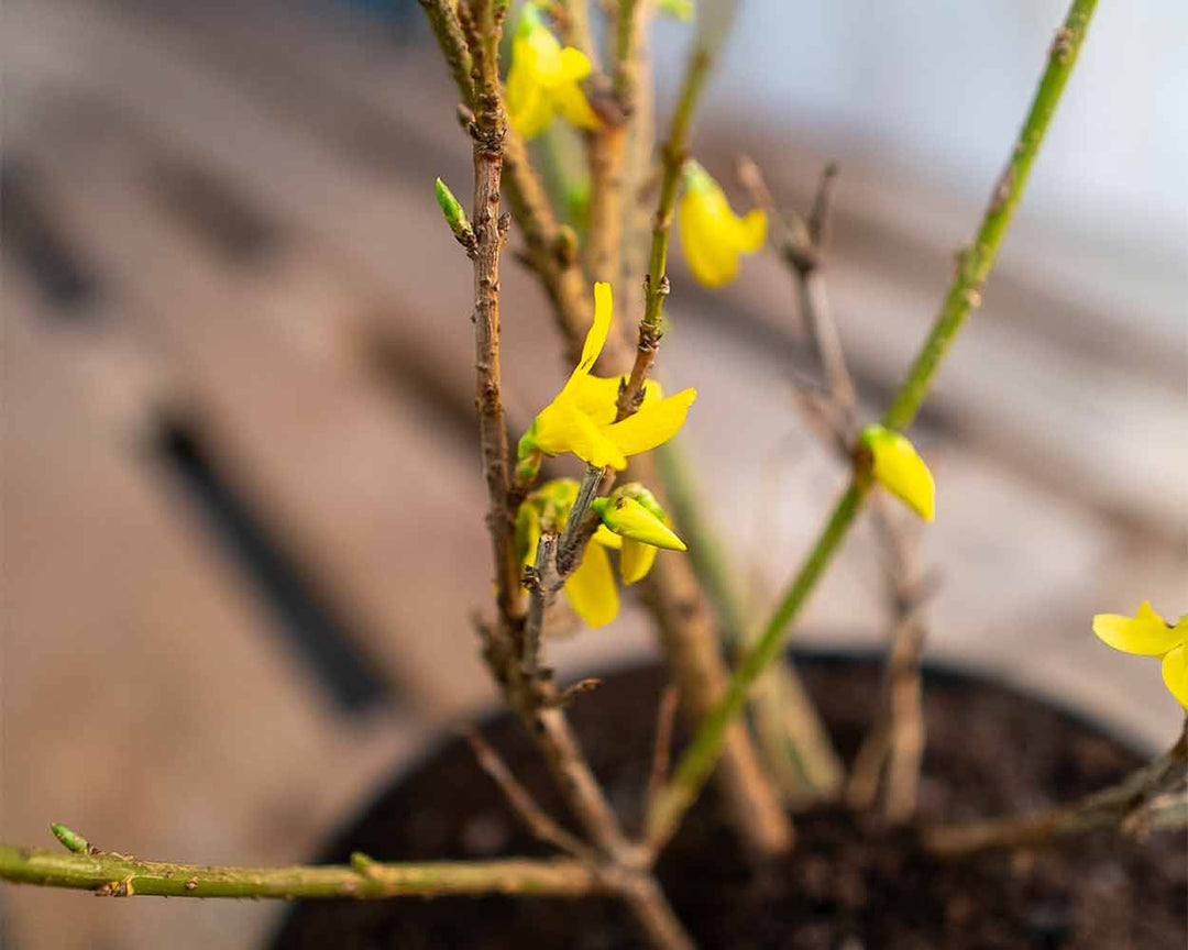 Goldglöckchen – Forsythie ‘Beatrix Farrand’