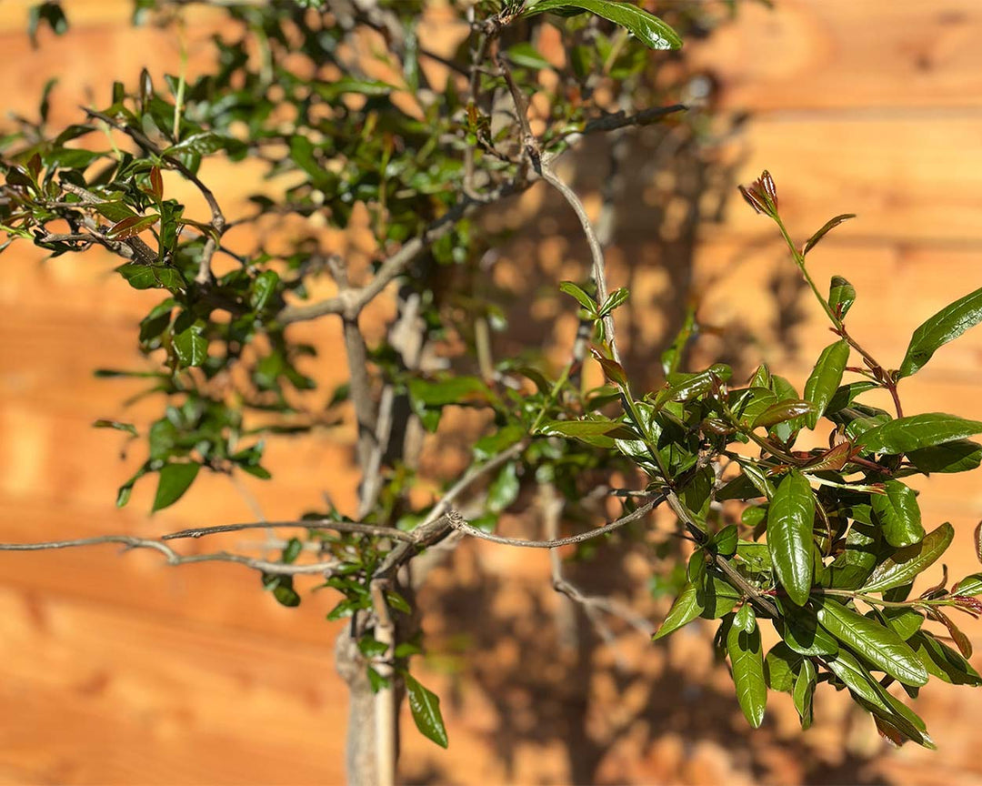 Granatapfelbaum (Punica granatum)