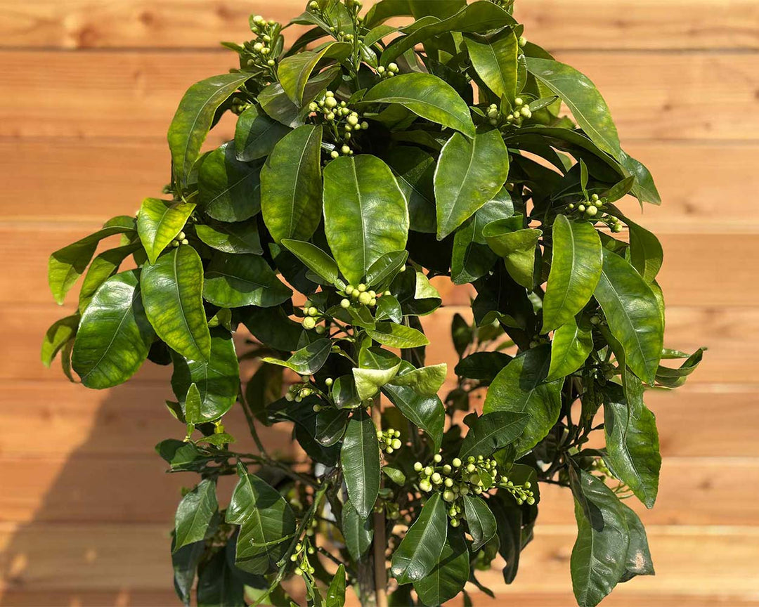 Grapefruitbaum (Citrus × paradisi)