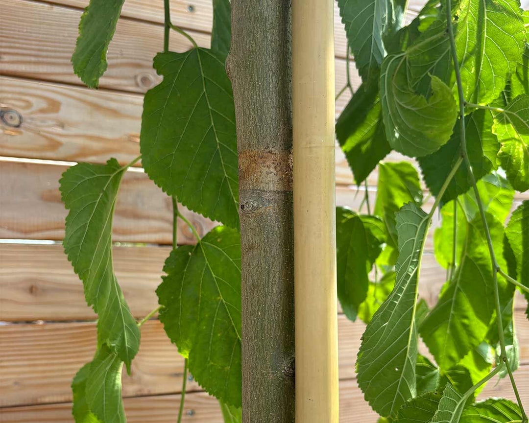 Hängende Maulbeere – Morus alba ‘Pendula’ (Hochstamm)