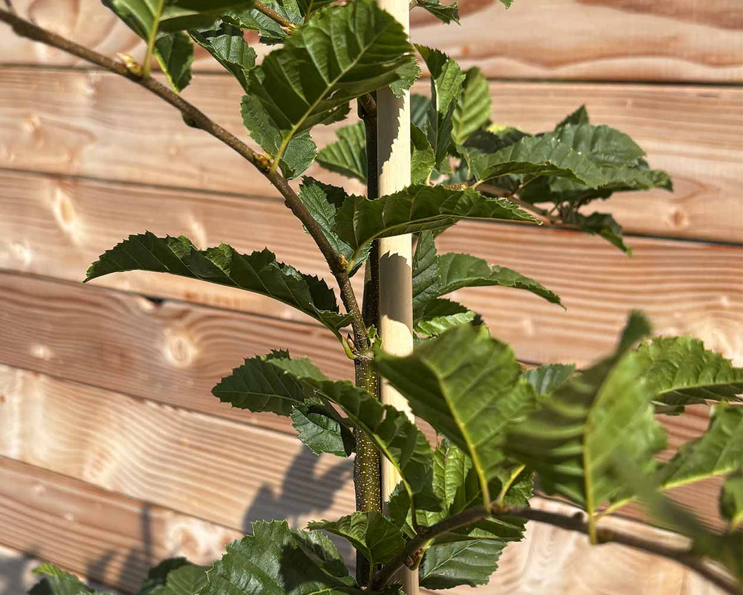Hainbuche – Carpinus betulus