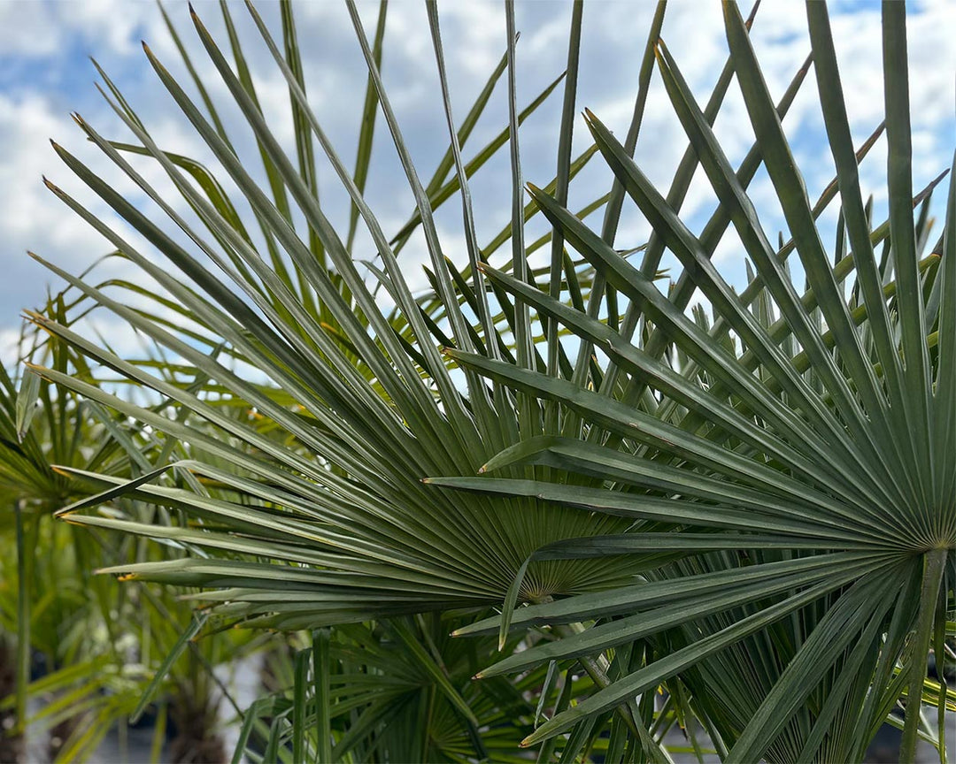 Chinesische Hanfpalme (Trachycarpus fortunei)