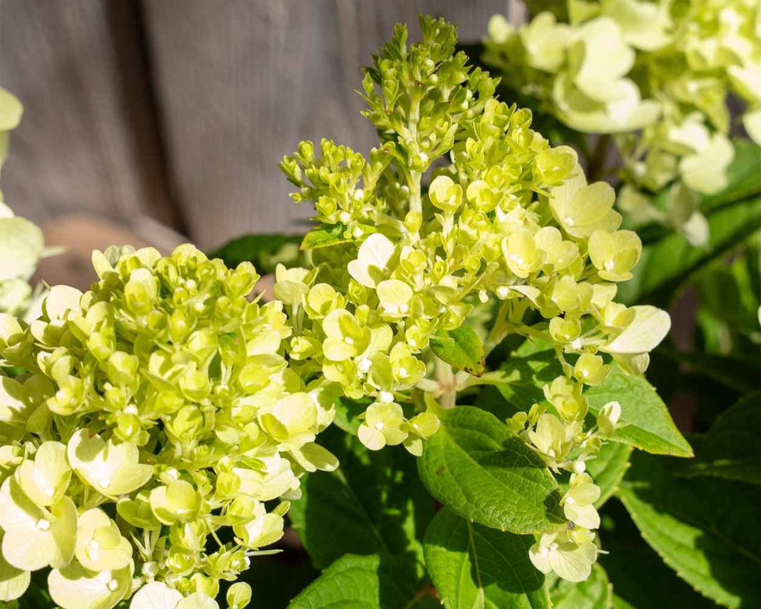 Rispenhortensie – ‘Bloody Marie®’