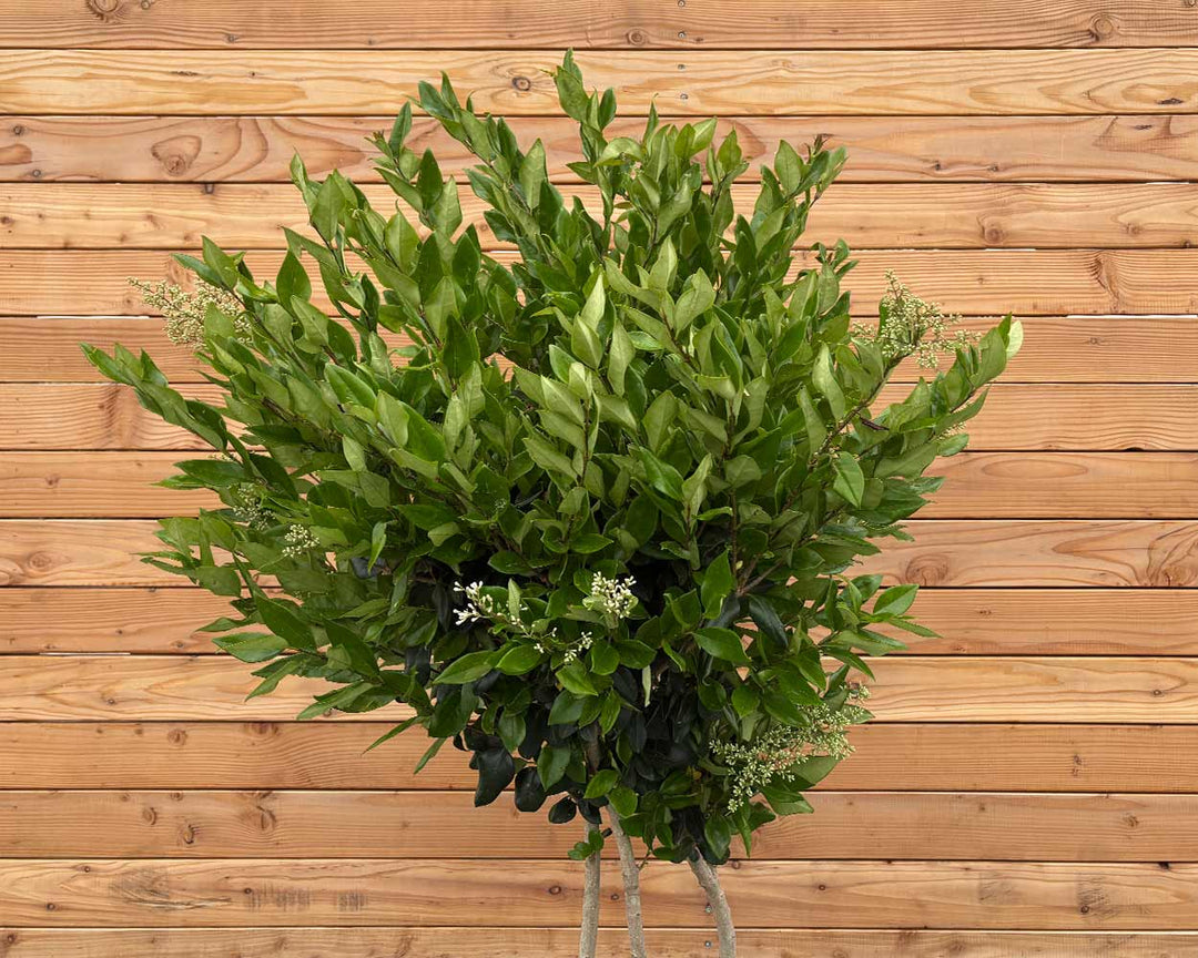 Immergrüner Liguster (Ligustrum japonicum)