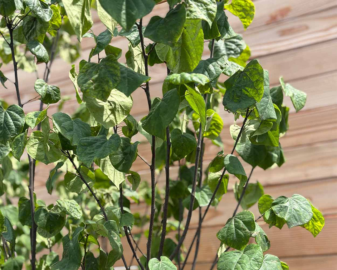 Kanadischer Judasbaum – Cercis canadensis