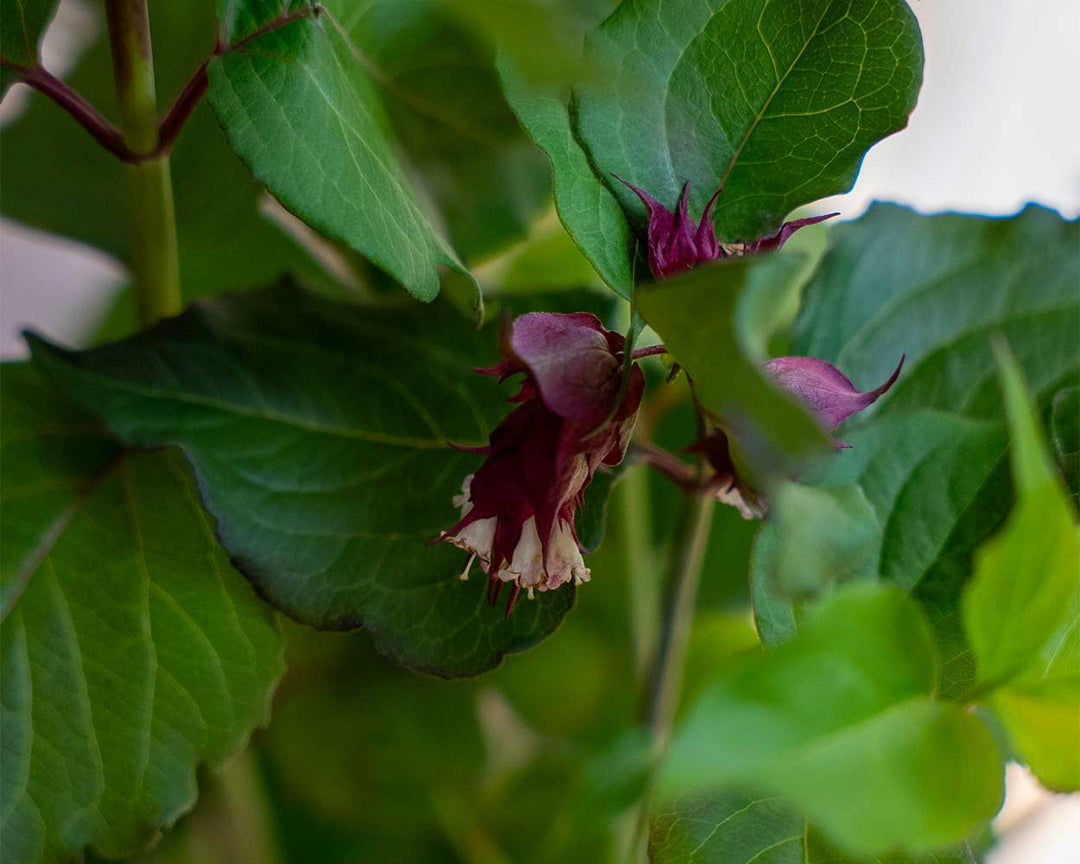 Karamellbeere – Leycesteria formosa ‘Purple Rain’