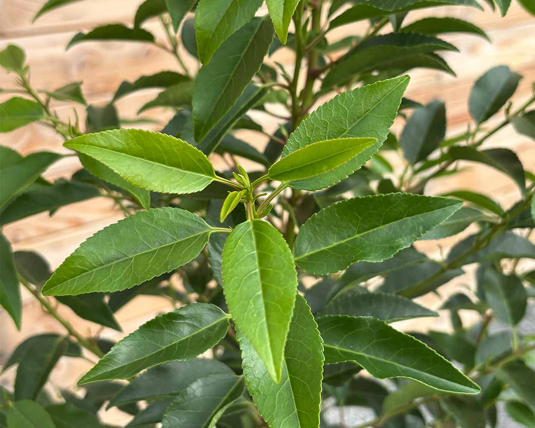 Portugiesischer Kirschlorbeer – Prunus lusitanica ‘Angustifolia’