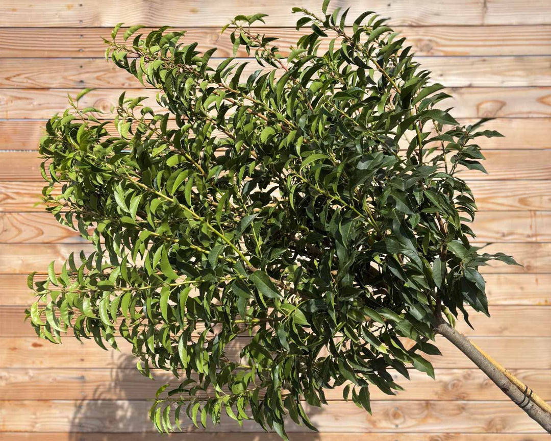 Portugiesische Kirschlorbeer "Prunus lusitanica ‘Angustifolia’" Hochstamm