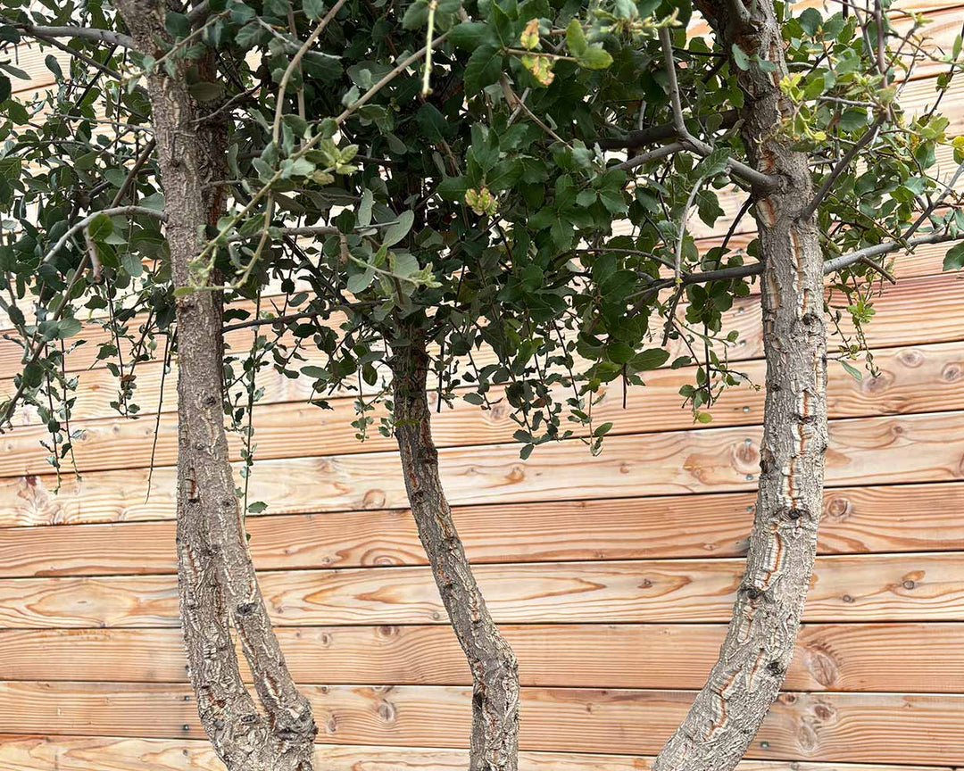 Korkeiche – Quercus suber