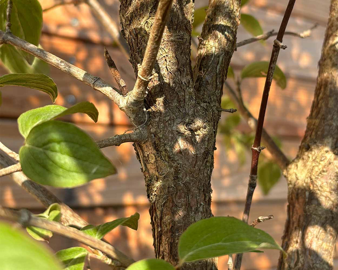 Kornelkirsche – Cornus mas