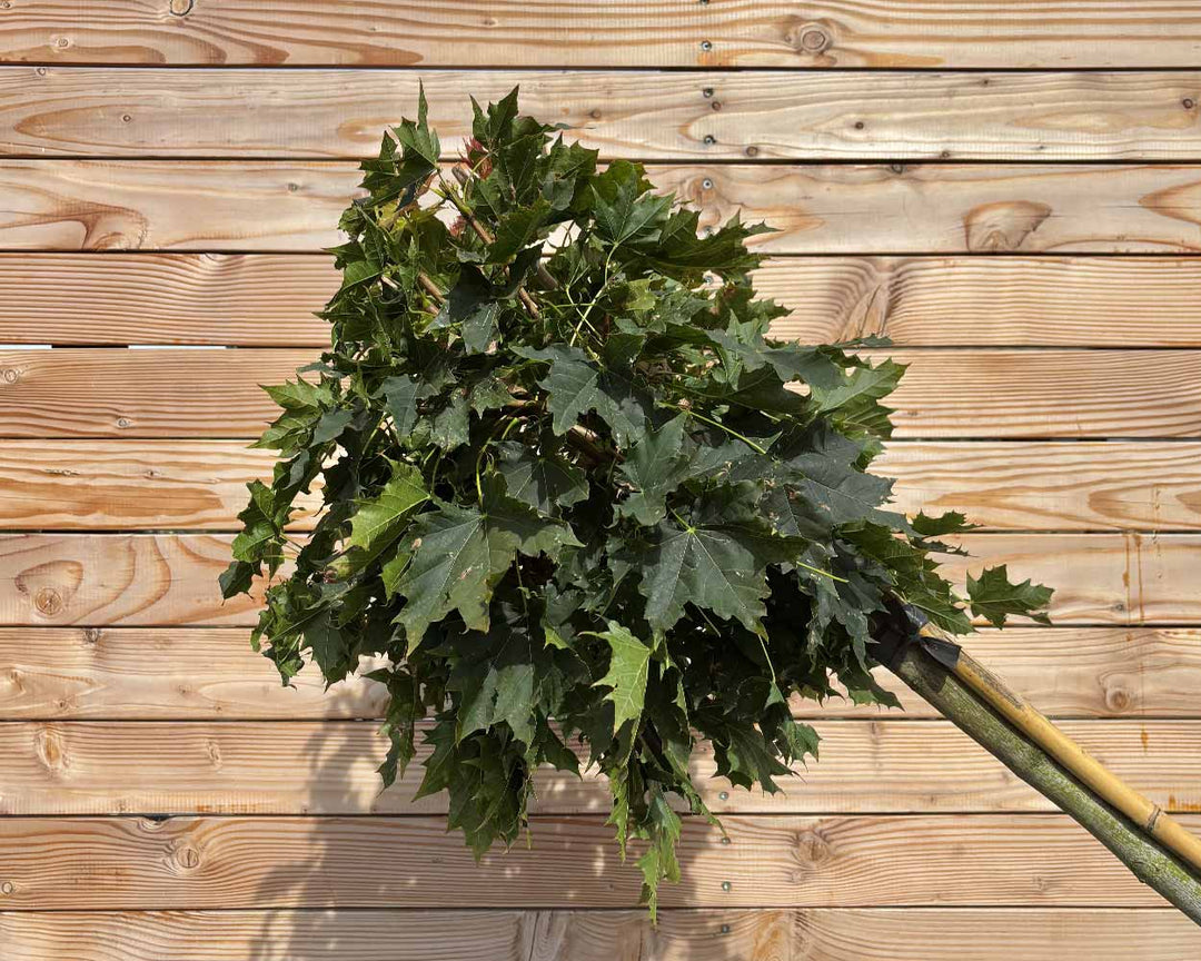 Kugelahorn "Acer pl. ‘Globosum’" Hochstamm