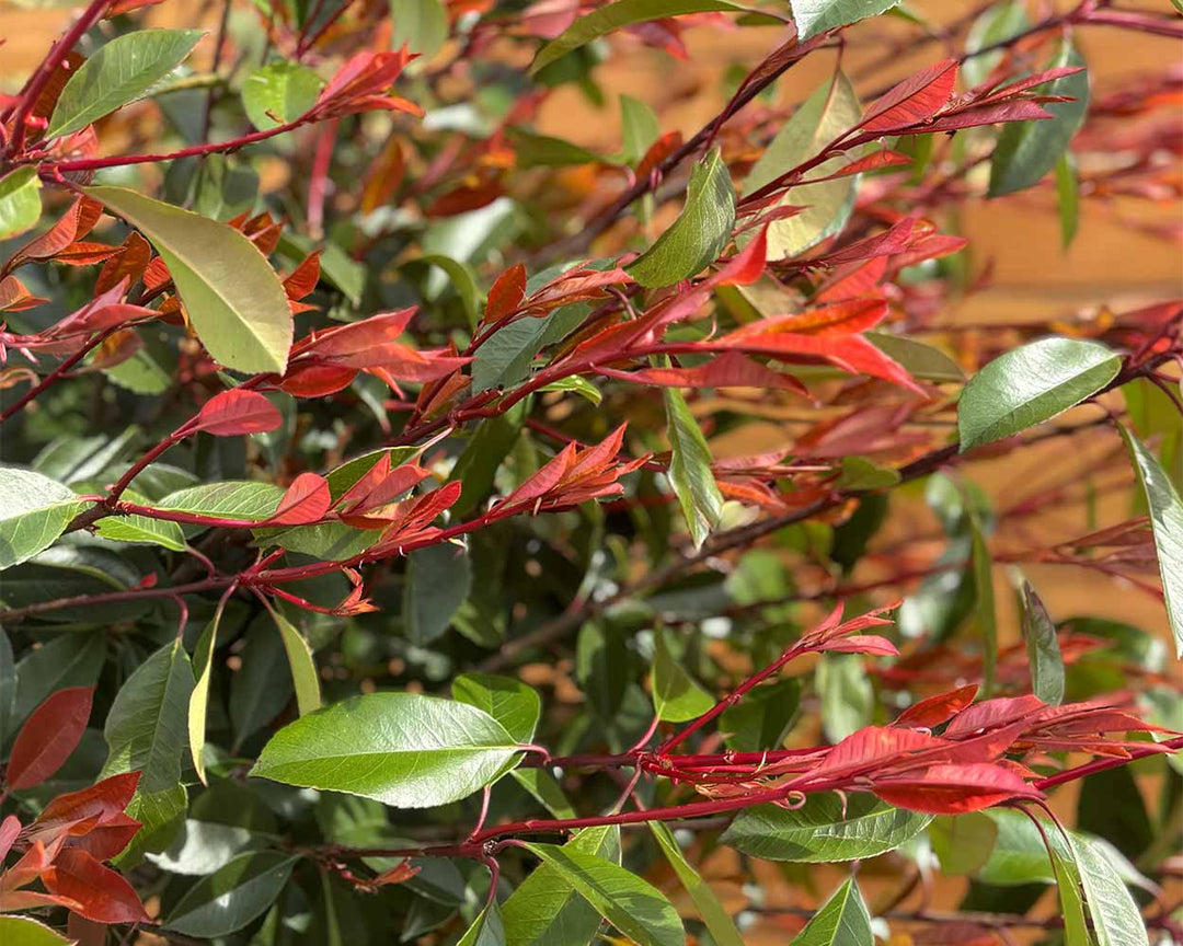 Kugel-Glanzmispel – Photinia ‘Red Robin’ (Hochstamm)