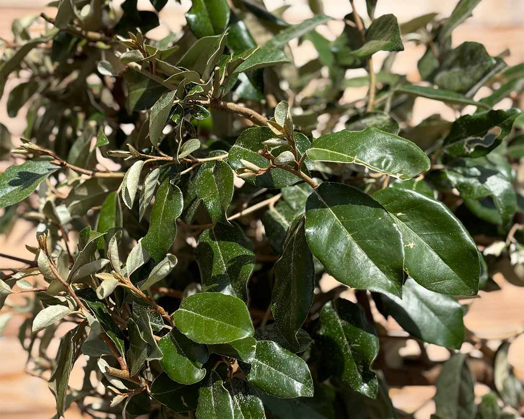Kugel-Ölweide – Elaeagnus ebbingei ‘Compacta’ (Hochstamm)