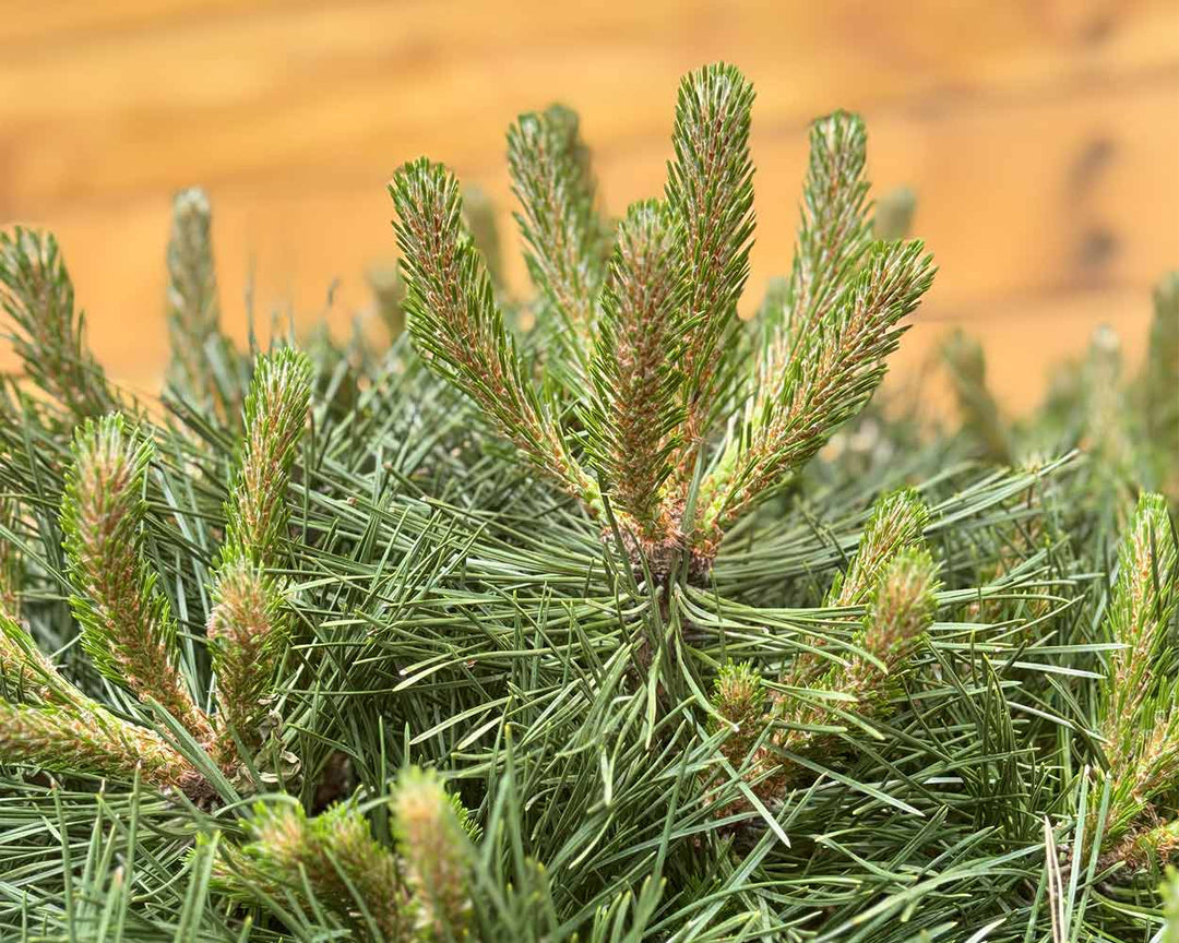 Kugel-Schwarzkiefer – Pinus nigra ‘Brepo’ (Halbstamm)