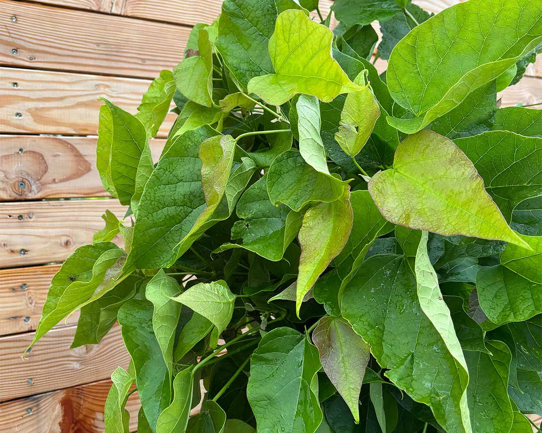 Kugeltrompetenbaum (Catalpa bignonioides ‘Nana’)