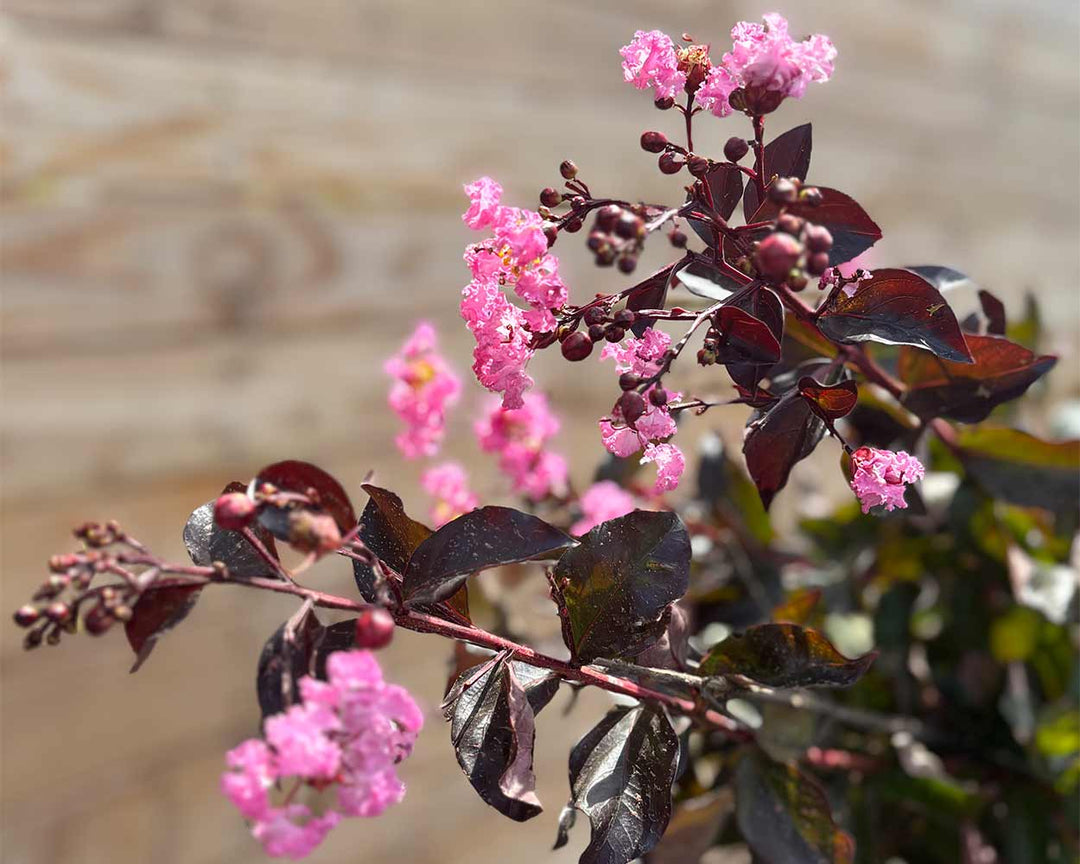 Lagerströmie – Lagerstroemia indica