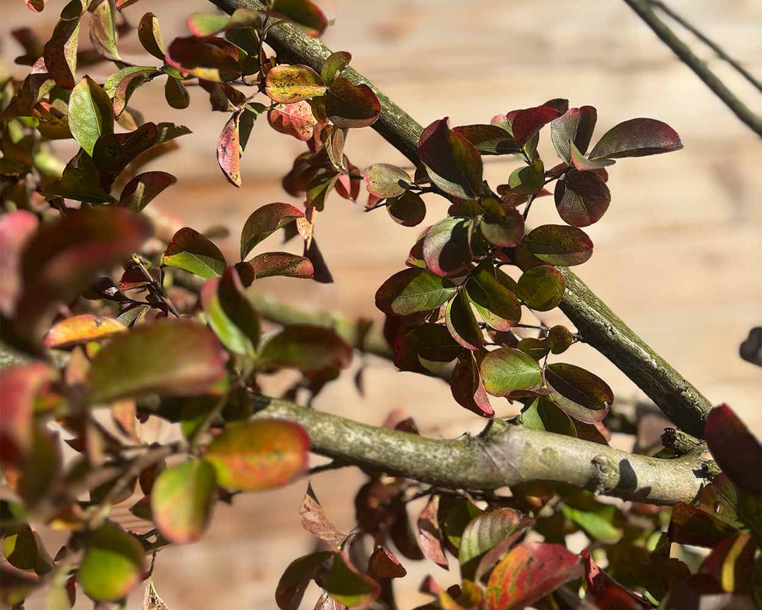 Lagerströmie – Lagerstroemia indica ‘Dynamite’ (Hochstamm)