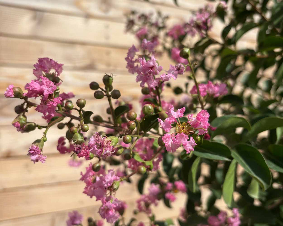 Lagerströmie – Lagerstroemia indica ‘Rosea Grassi’ (Hochstamm)