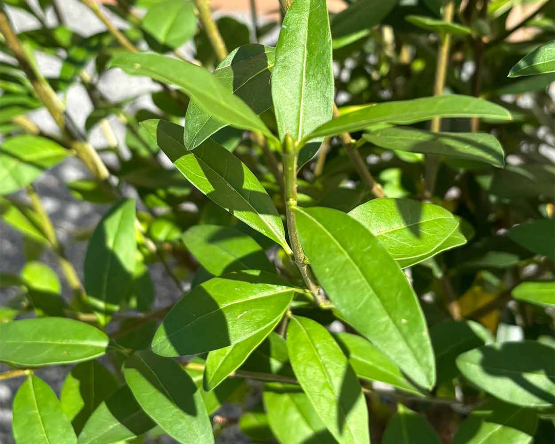 Liguster – Ligustrum vulgare ‘Atrovirens’ (Hecke)