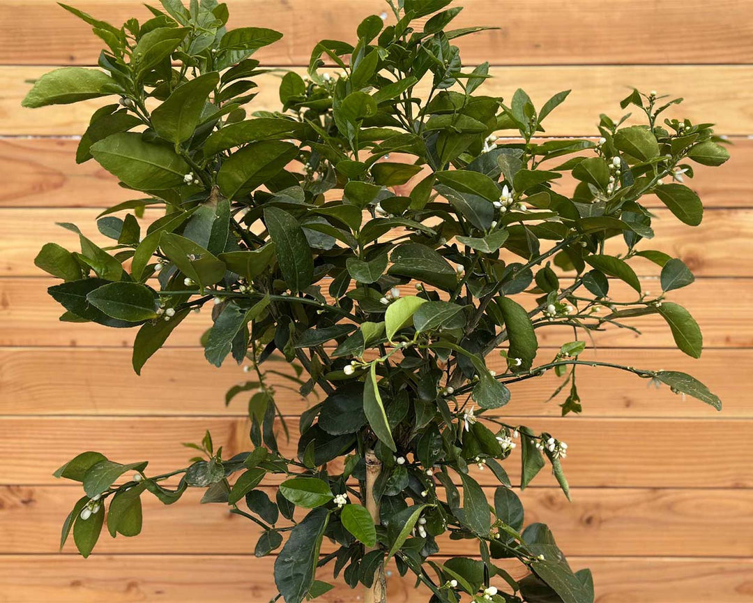 Limettenbaum (Citrus aurantiifolia)