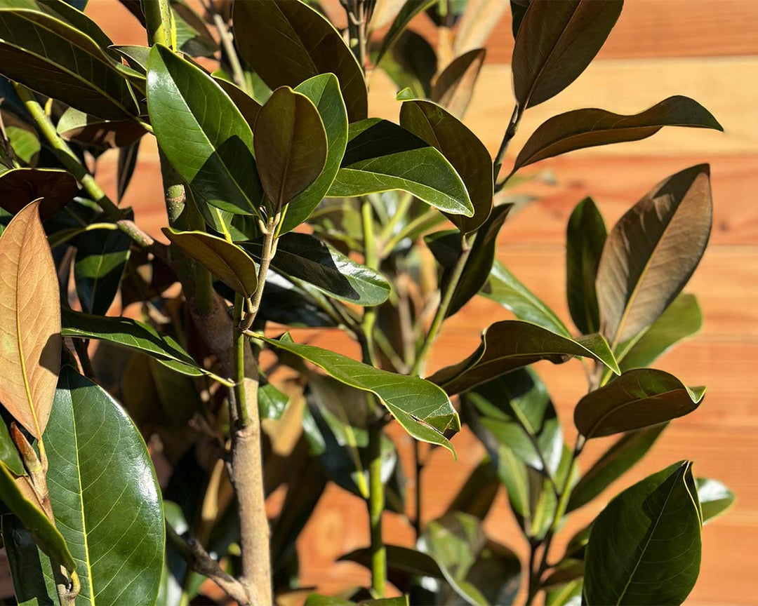 Immergrüne Magnolie (Magnolia grandiflora)