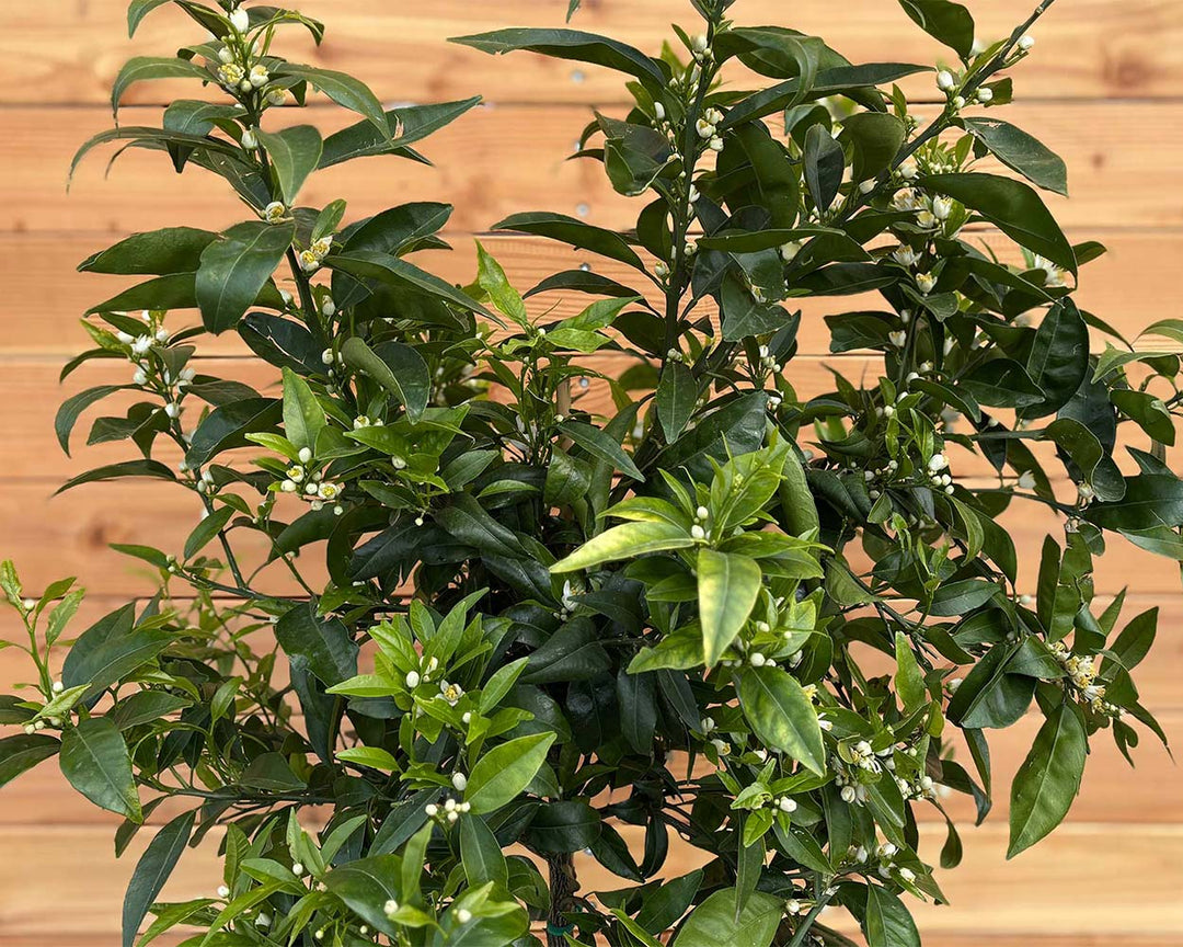 Mandarinenbaum (Citrus reticulata)