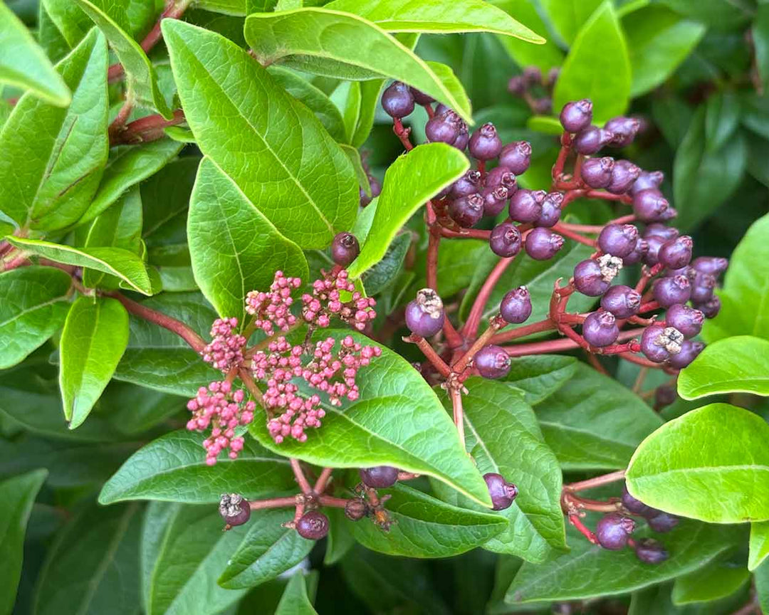Mittelmeer Schneeball – Viburnum tinus (Mehrstämmig)