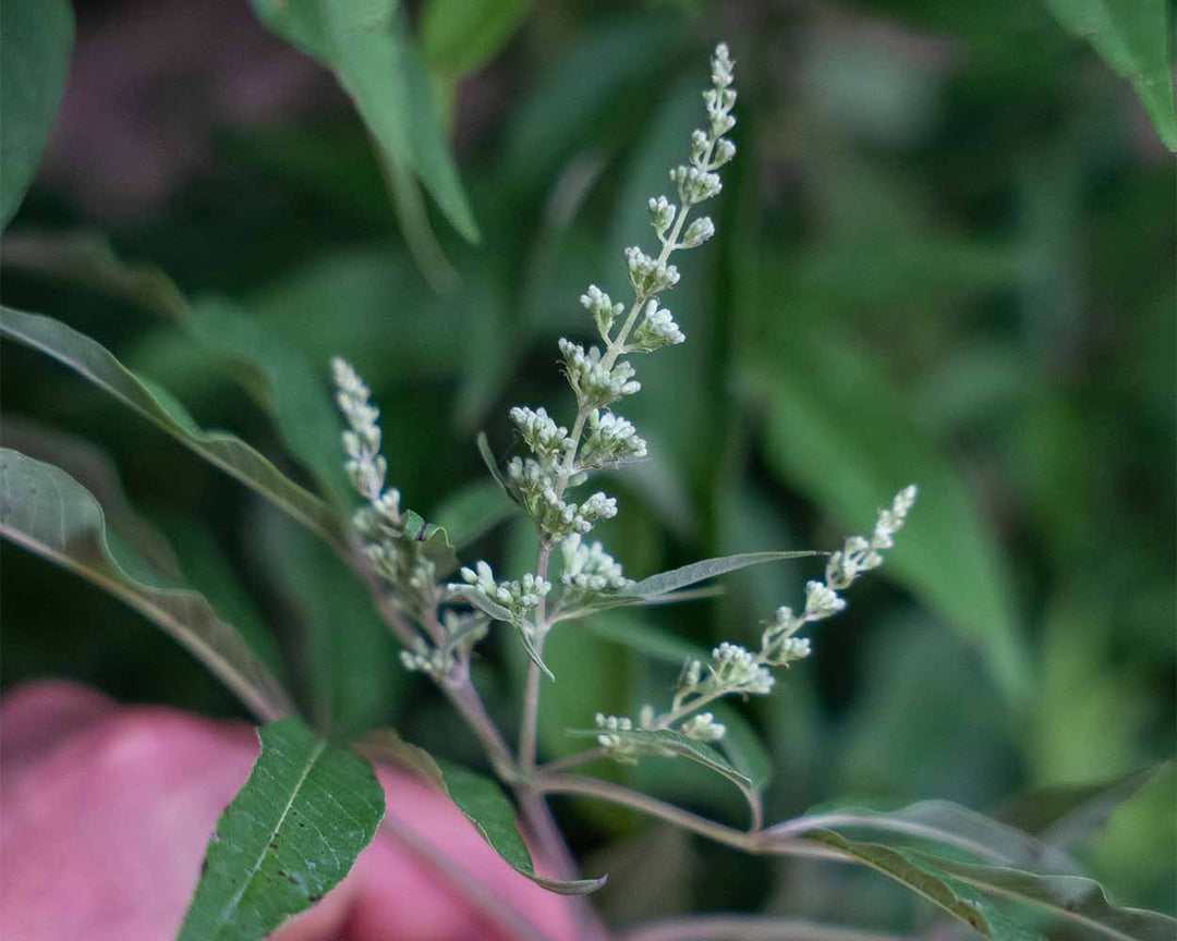 Mönchspfeffer – Vitex agnus castus var. latifolia