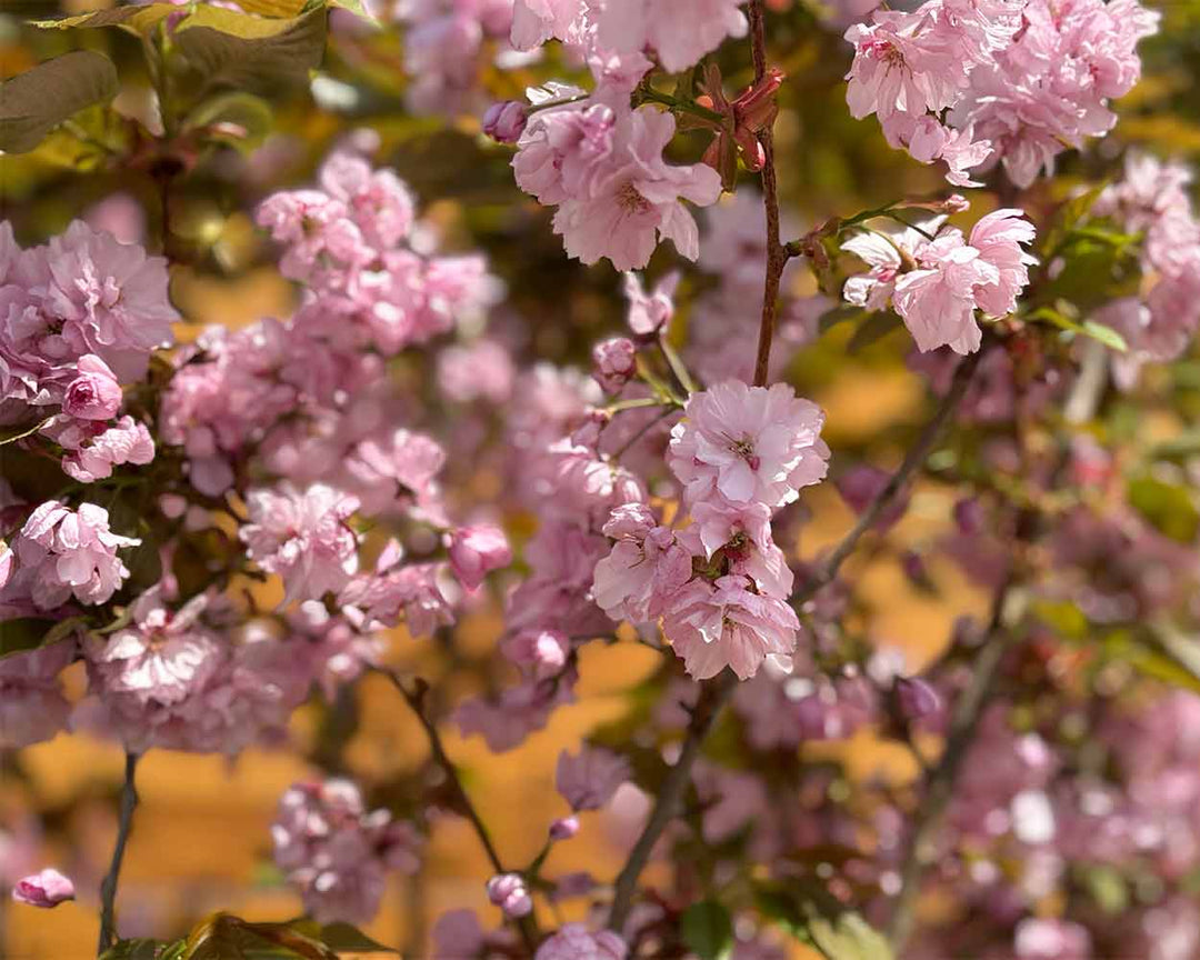 Nelkenzierkirsche - Prunus ‘Kanzan’ (Mehrstämmig)