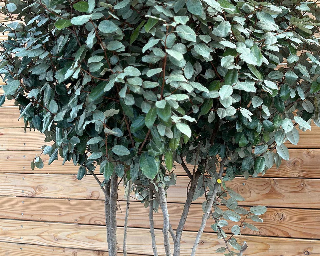 Ölweide – Elaeagnus × ebbingei