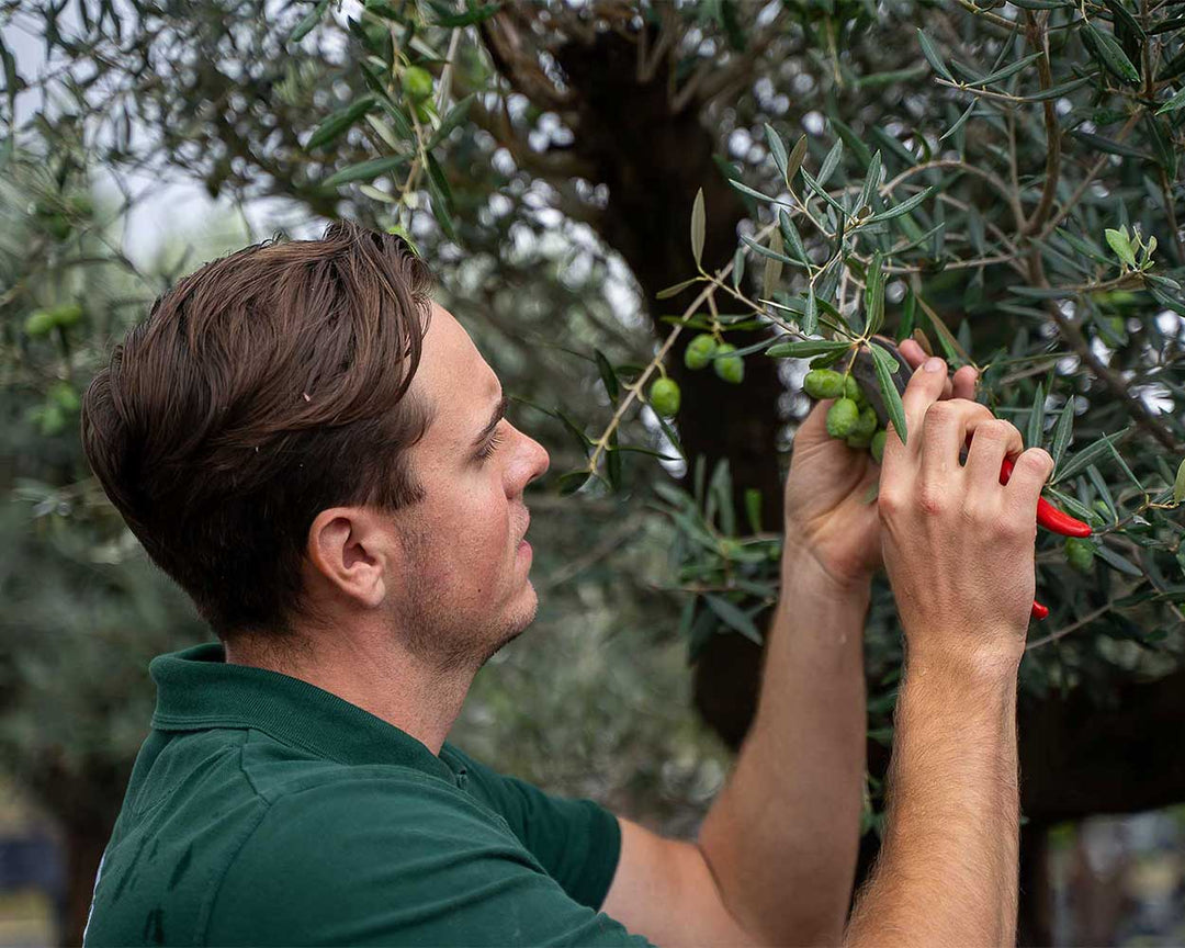Olivenbaum (Olea europaea)