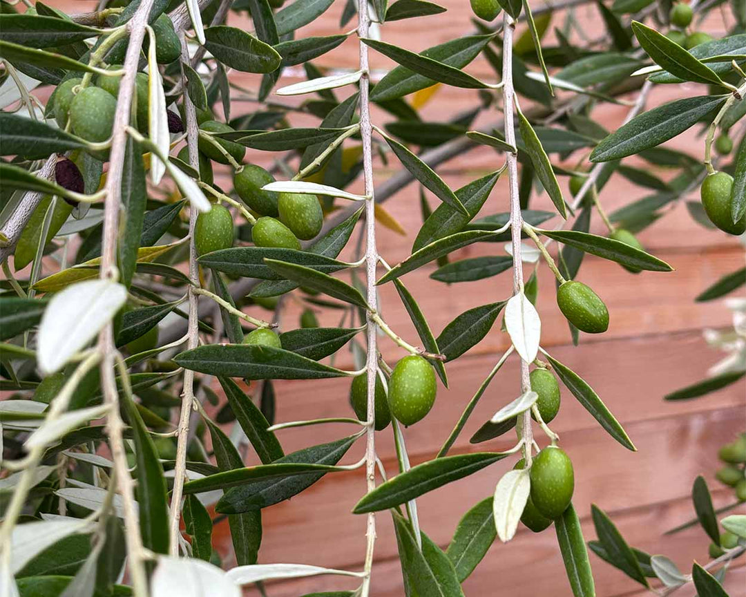 Olivenbaum (Olea Europaea ‘Leccino’) Hochstamm