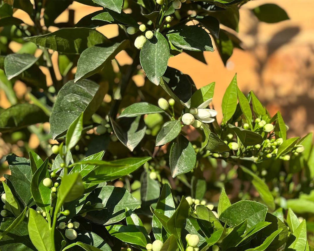 Orangenbaum (Citrus sinensis)