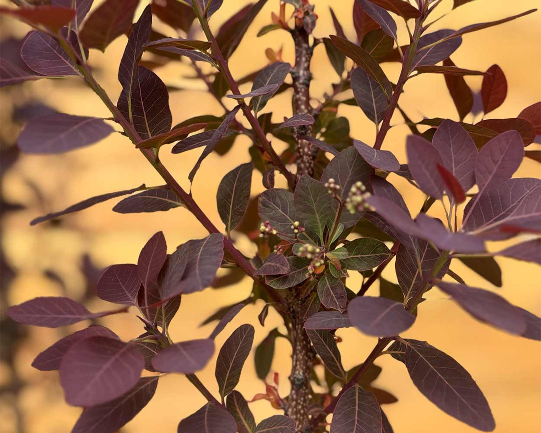 Roter Perückenstrauch - Cotinus coggygria ‘Royal Purple’