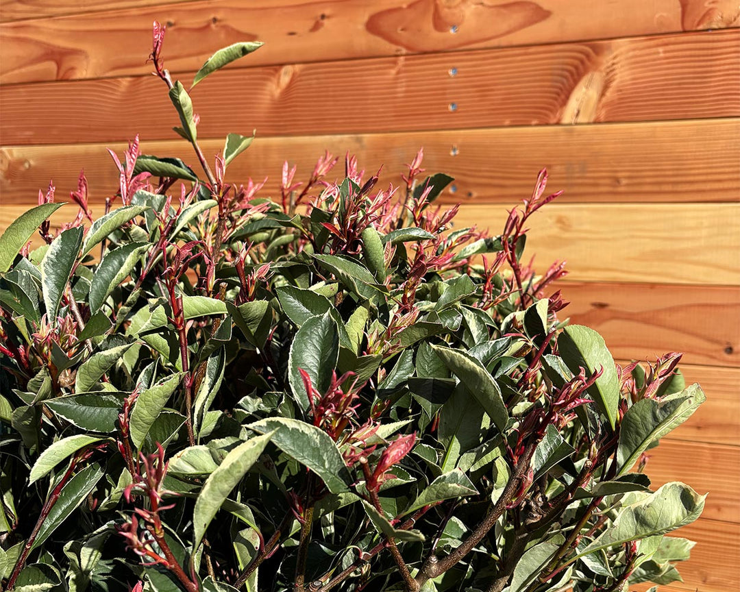 Glanzmispel – Photinia × fraseri‘ Pink Marble’