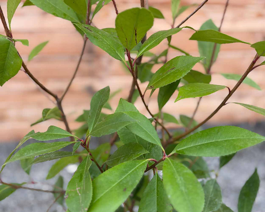 Glanzmispel (Photinia Red Robin) Hecke