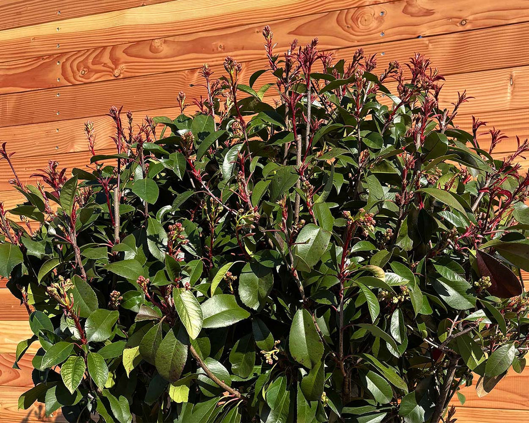 Glanzmispel (Photinia Red Robin)