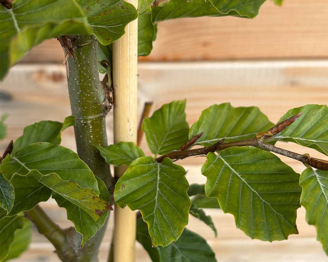 Rotbuche (Fagus sylvatica)