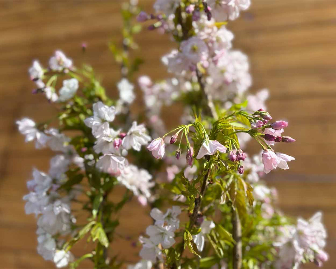 Japanische Säulenzierkirsche - Prunus ‘Amanogawa’ (Mehrstämmig)