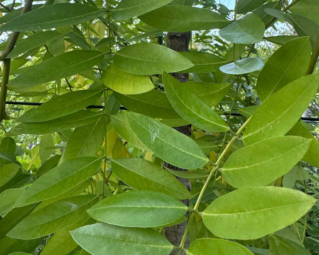 Hängender Schnurbaum – Sophora japonica ‘Pendula’ (Hochstamm)
