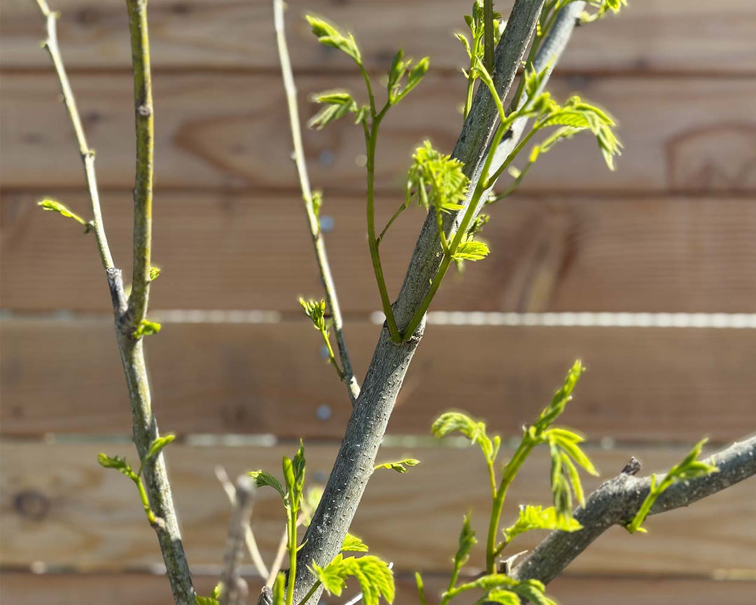 Seidenbaum (Albizia julibrissin)