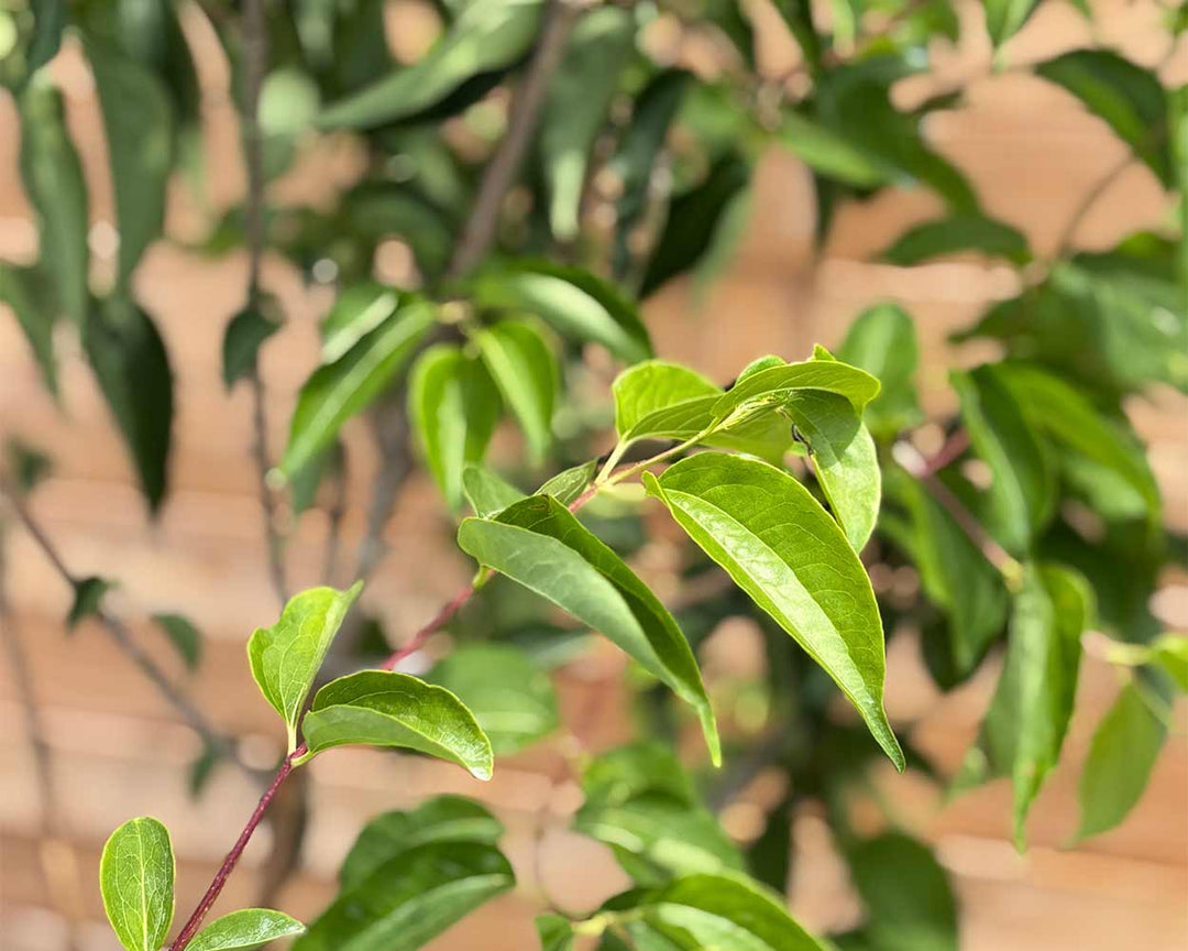 Sieben Söhne des Himmels – Heptacodium miconioides