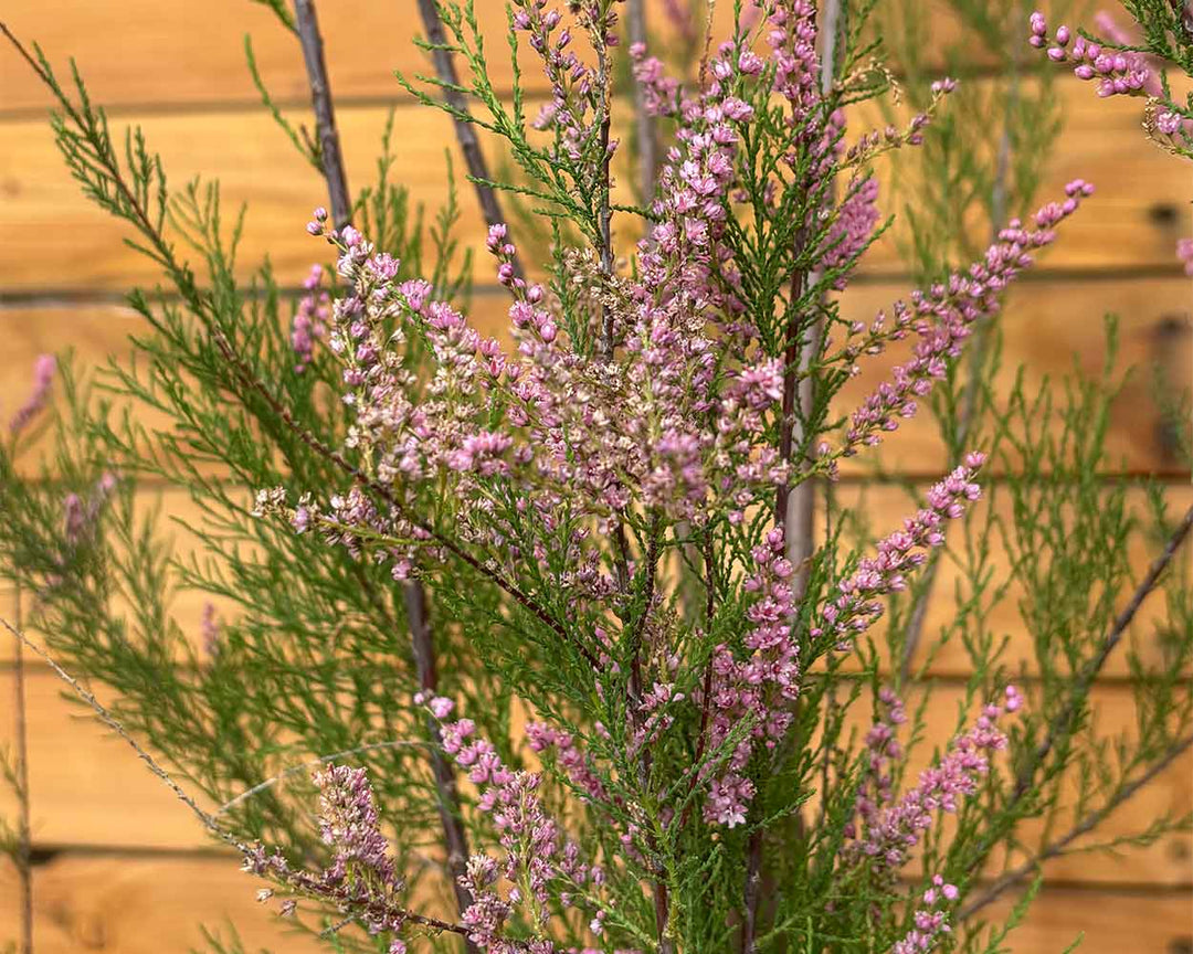 Sommer-Tamariske – Tamarix ramosissima (Mehrstämmig)