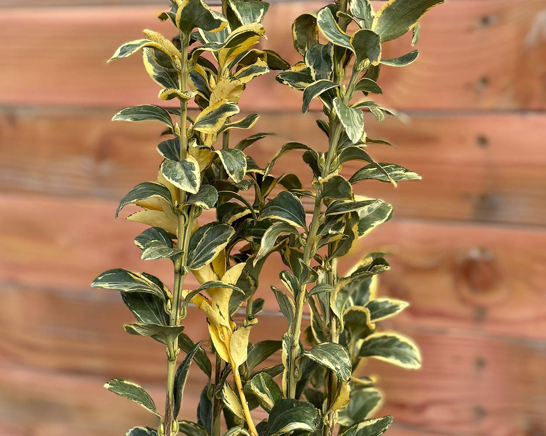 Japanischer Spindelstrauch – Euonymus japonicus ‘Bravo’ (Hecke)