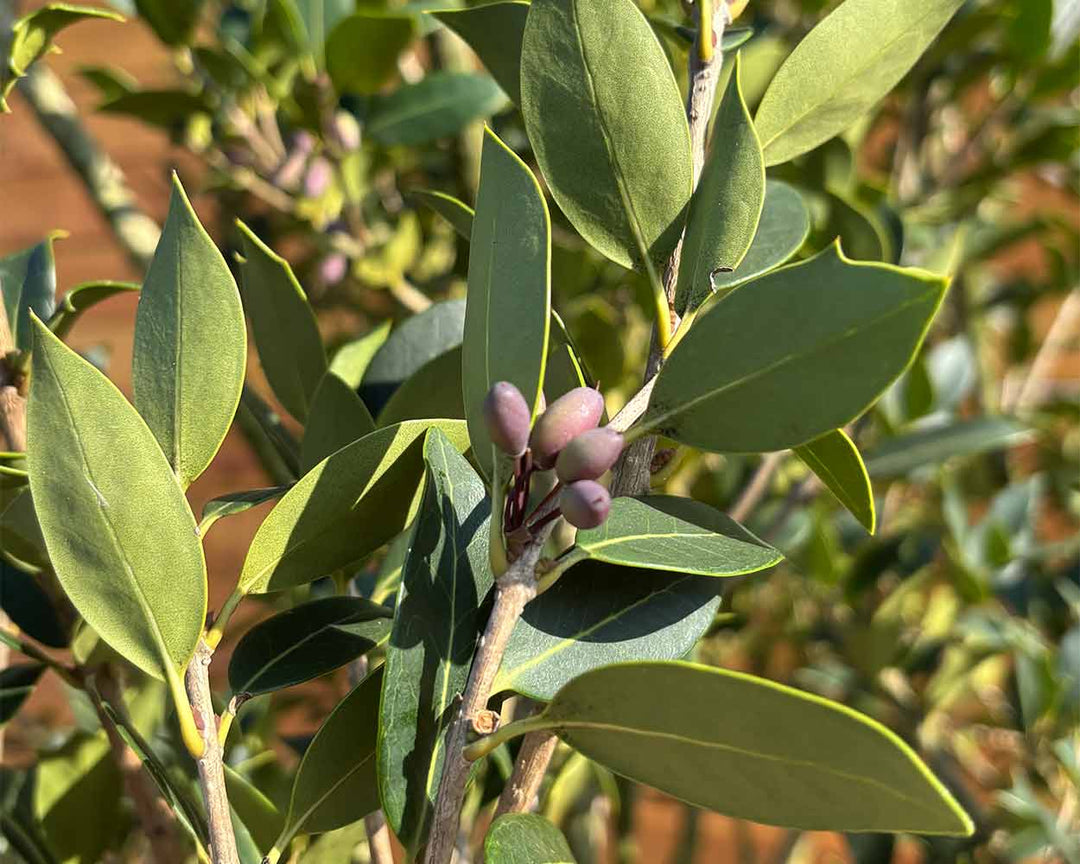 Stachelblättrige Duftblüte – Osmanthus heterophyllus