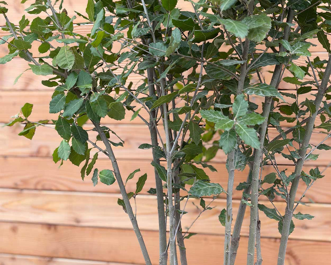 Steineiche – Quercus ilex